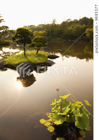 Lotus in Japanese garden 9695377