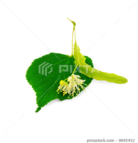 Linden flower with leaf Linden flower with leaf 9695452