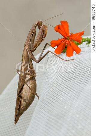 Brown Mantis Religiosa 9695746