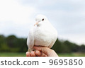 White dove in nature 9695850