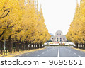 Gingko line trees in front of Jingu Gaien 9695851