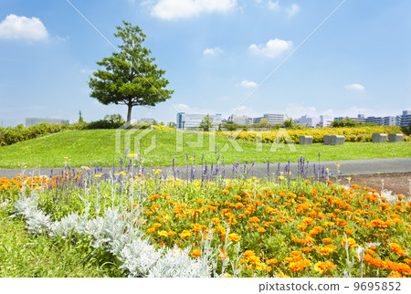 昭和紀念公園花園 9695852