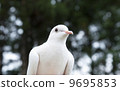 Forest and white dove 9695853