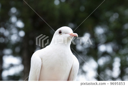 Forest and white dove Forest and white dove 9695853