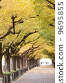 Ginkgo trees in front of Jingu Gaien 9695855