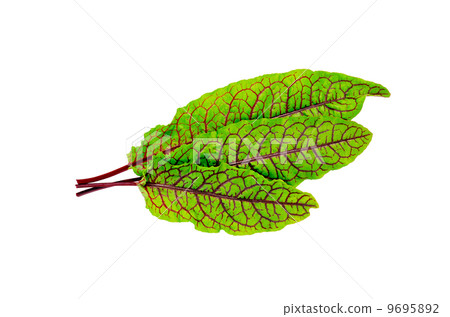 Sorrel green with red veins Sorrel green with red veins 9695892