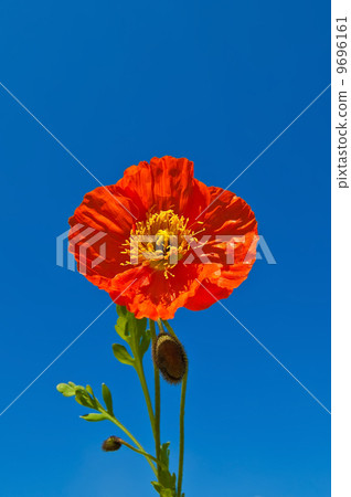 Orange poppies against blue sky Orange poppies against blue sky 9696161