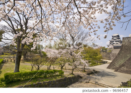 Kumamoto castle and cherry blossoms 9696457