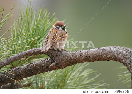 Sparrow 9696506