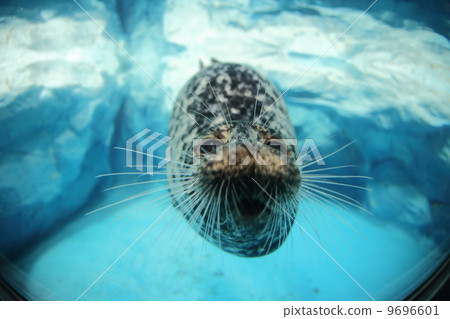 Caspian sei seal Caspian sei seal 9696601