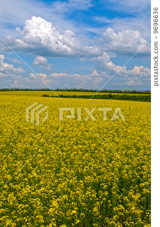 rape field 9696636