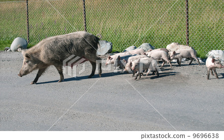 georgian pigs 9696638