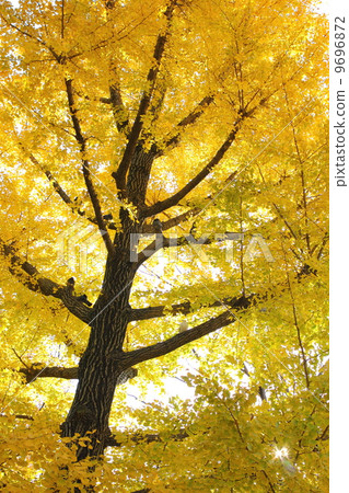 Ginkgo biloba 9696872