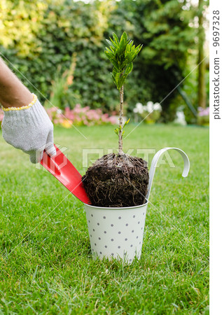 Planting tree in blooming garden Planting tree in blooming garden 9697328