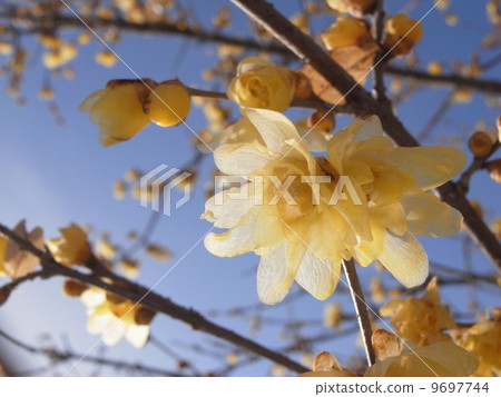 Sosin Rowby圖片（11） 9697744