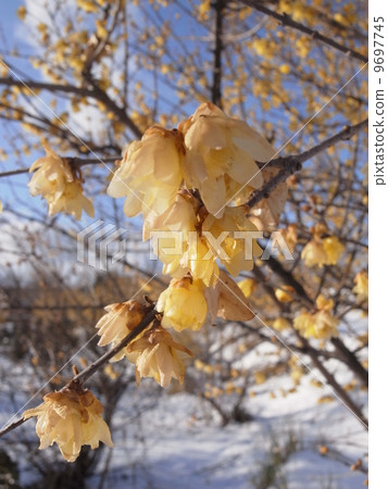 Sosin Rowby圖片（12） 9697745