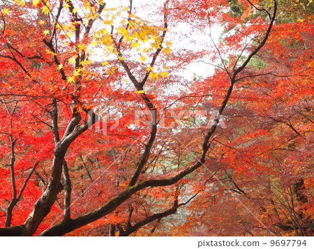 秋天的樹葉 9697794