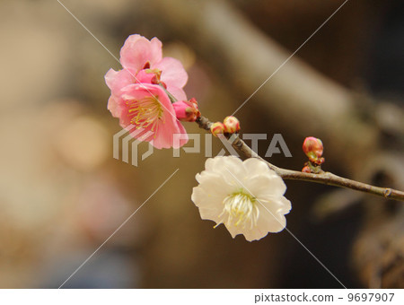 梅花紅色和白色 9697907