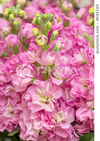 Stock flowers 9698189