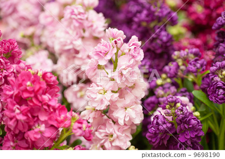 Stock flowers 9698190