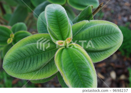 Ligustrum Japonnicum Plant 9698237