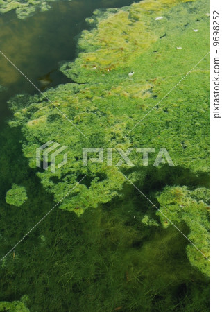 Green algae swamp 9698252