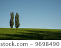 Standing poplar 9698490