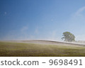 Philosophy tree morning 9698491