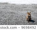 Kita fox 9698492