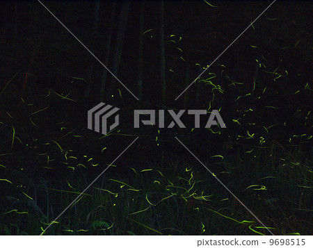 Yodano River firefly dance Yodano River firefly dance 9698515