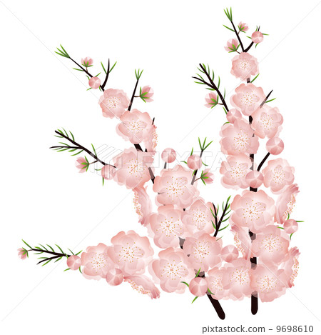 桃花_ 03 桃花_ 03 9698610