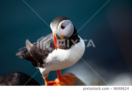 Puffin Puffin 9698624