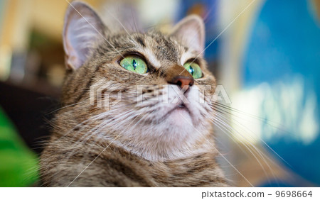 Cat Cat 9698664
