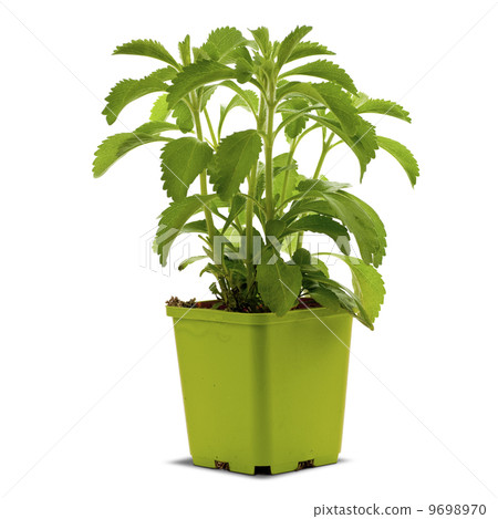 stevia plan into a bucklet 9698970