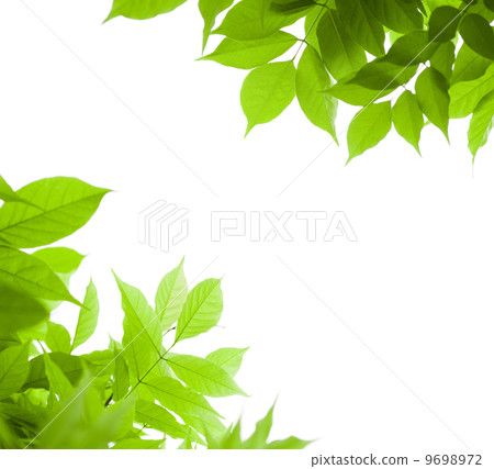 Fresh green leaves, white background - border 9698972
