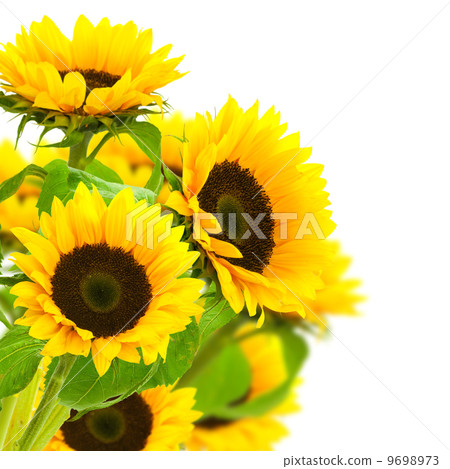 sunflowers border sunflowers border 9698973