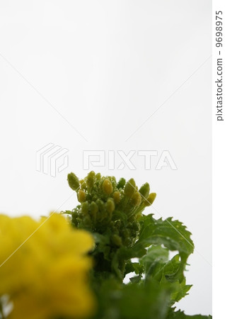強姦開花 9698975