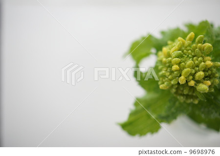 強姦開花 強姦開花 9698976