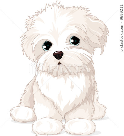 Maltese Puppy Dog 插圖素材 圖庫