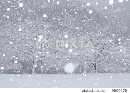 雪和櫻花 9699276