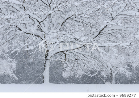 雪和櫻花 9699277