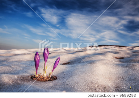 crocus crocus 9699298