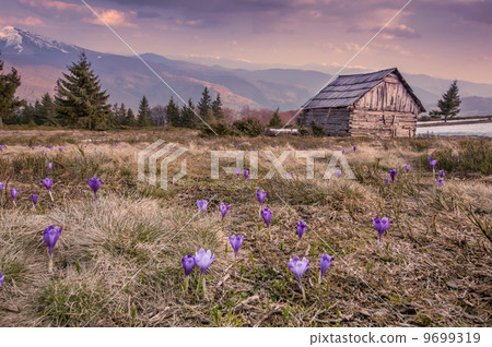 crocus 9699319