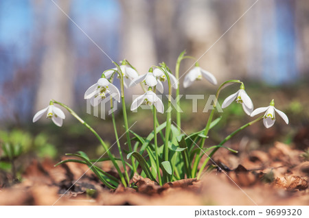 flowers 9699320