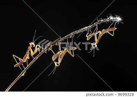 mantis mantis 9699328