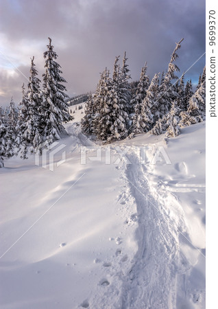 Trees 9699370
