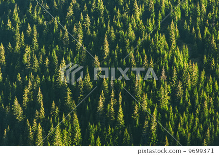 forest 9699371
