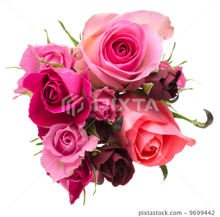 Rose Rose 9699442