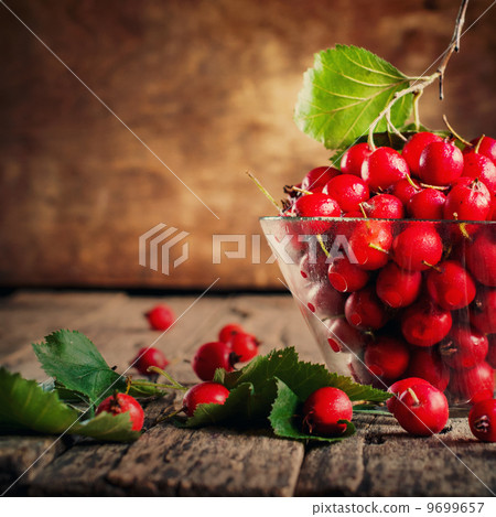 Summer Red Berries Hawthorn, vintage 9699657
