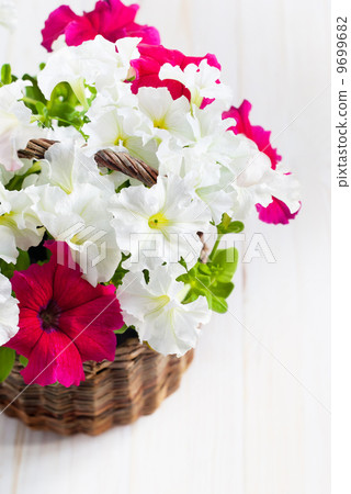 White and Pink Petunia flowers in a wattled basket on wooden bac White and Pink Petunia flowers in a wattled basket on wooden bac 9699682